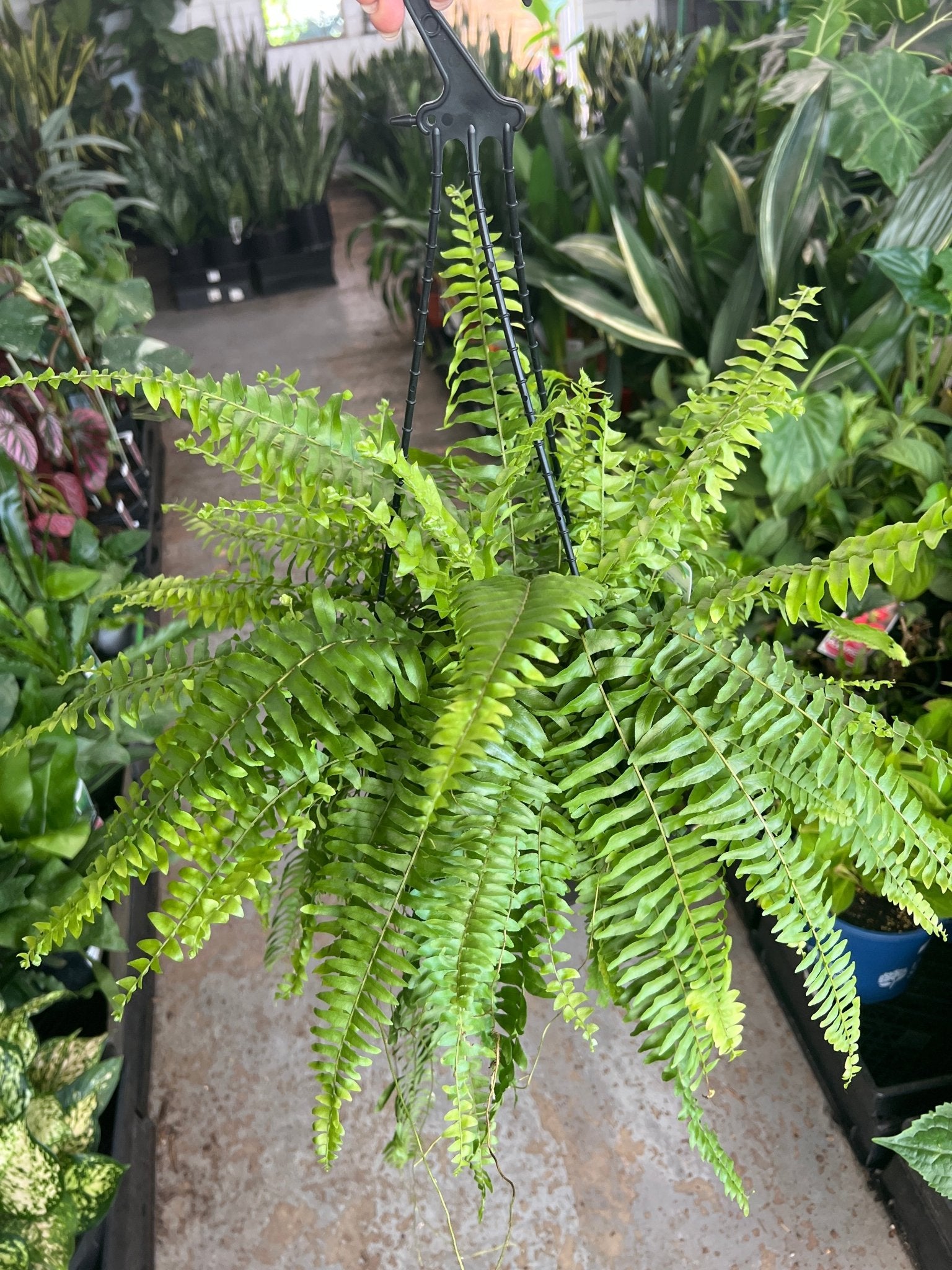 Boston Fern (Nephrolepis exaltata) Hanging Basket - Ladybird Nursery
