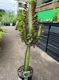 African Milk Tree ‘Red’ (Euphorbia trigona) - Ladybird Nursery