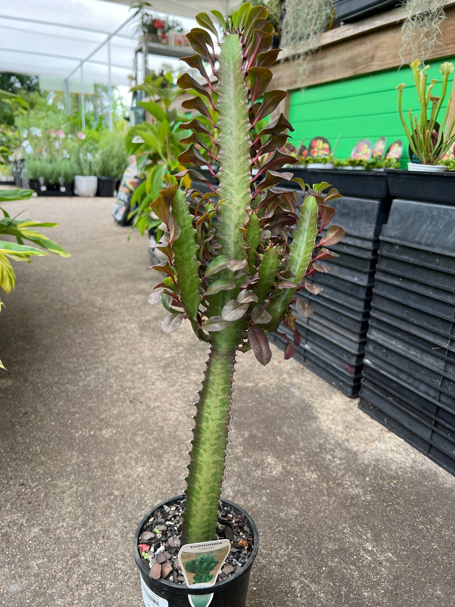 African Milk Tree ‘Red’ (Euphorbia trigona) - Ladybird Nursery