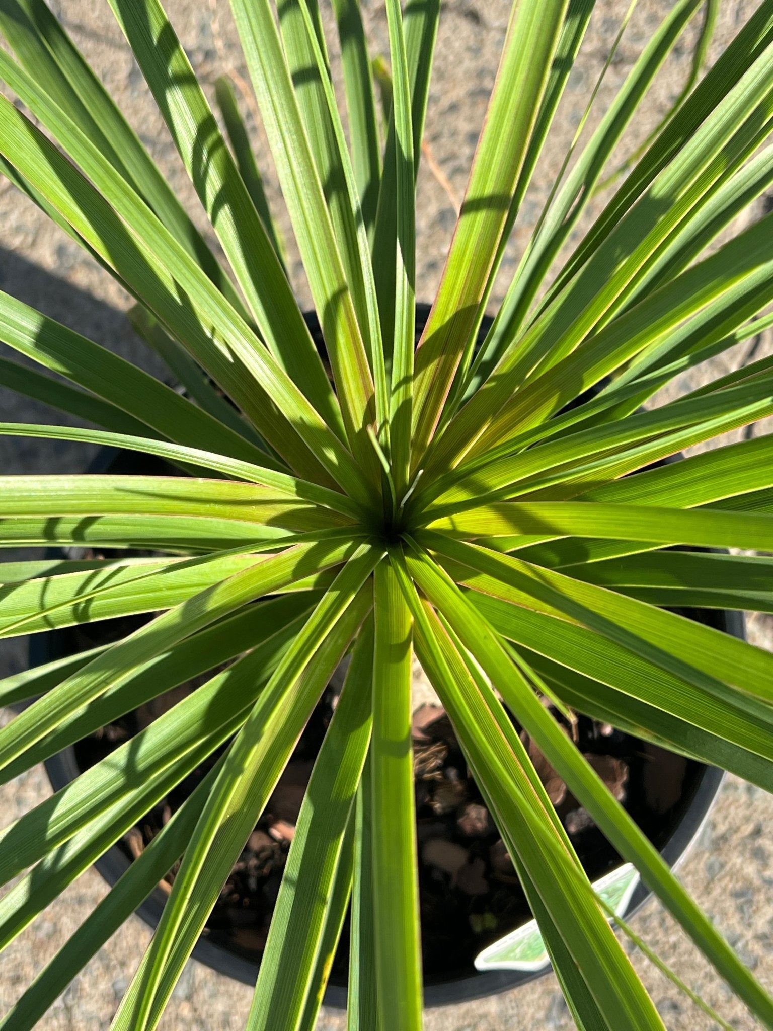Pony Tail Palm - Large - Ladybird Nursery