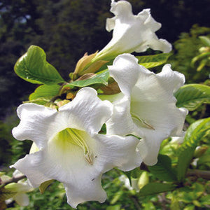Herald's Trumpet (Beaumontia multiflora)