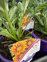 Gazania 'New Day Mix' - Ladybird Nursery