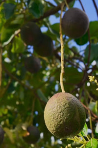 Avocado 'Linda' (B) - Medium - Ladybird Nursery