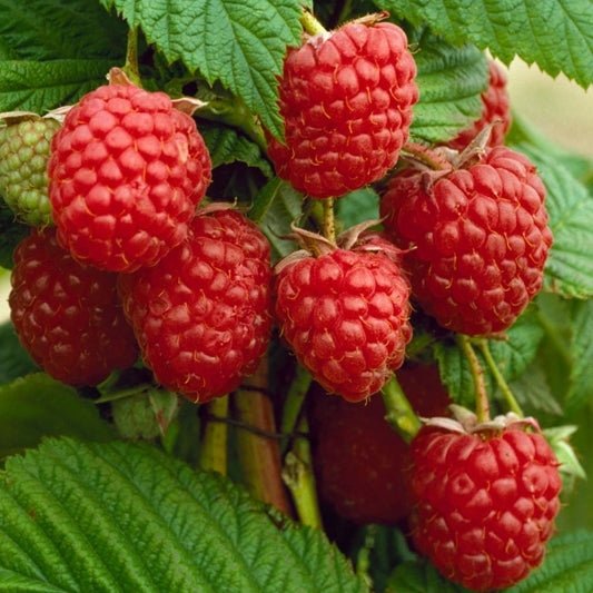 Raspberry Autumn Bliss - Ladybird Nursery