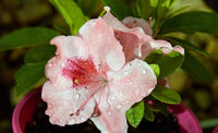 Azalea Bertina