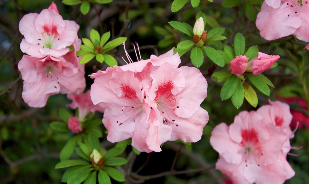 Azalea Bertina - Ladybird Nursery