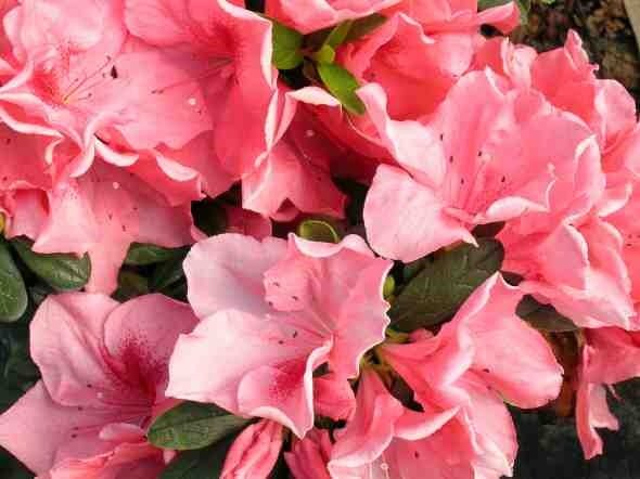 Azalea Bertina - Ladybird Nursery