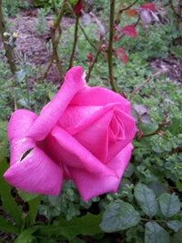 Rose Best Friend 2 ft Standards (Rosa) - Ladybird Nursery