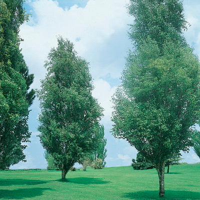 Upright Silver Birch fastigiata (Betula pendula)