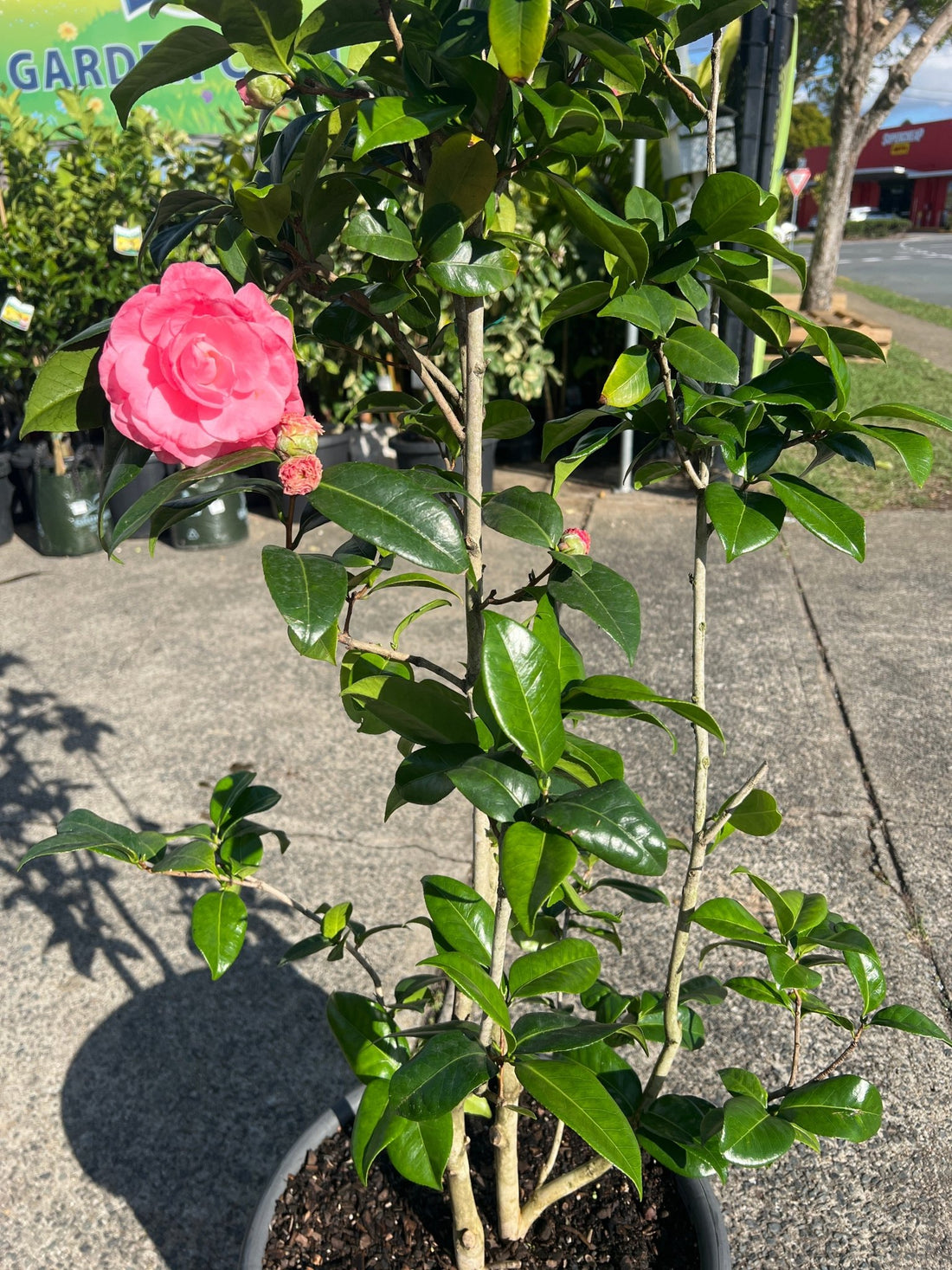 Camellia 'Nuccio's Cameo' - Advanced (PICK UP ONLY)