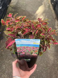 Coleus 'Kirra' - Ladybird Nursery