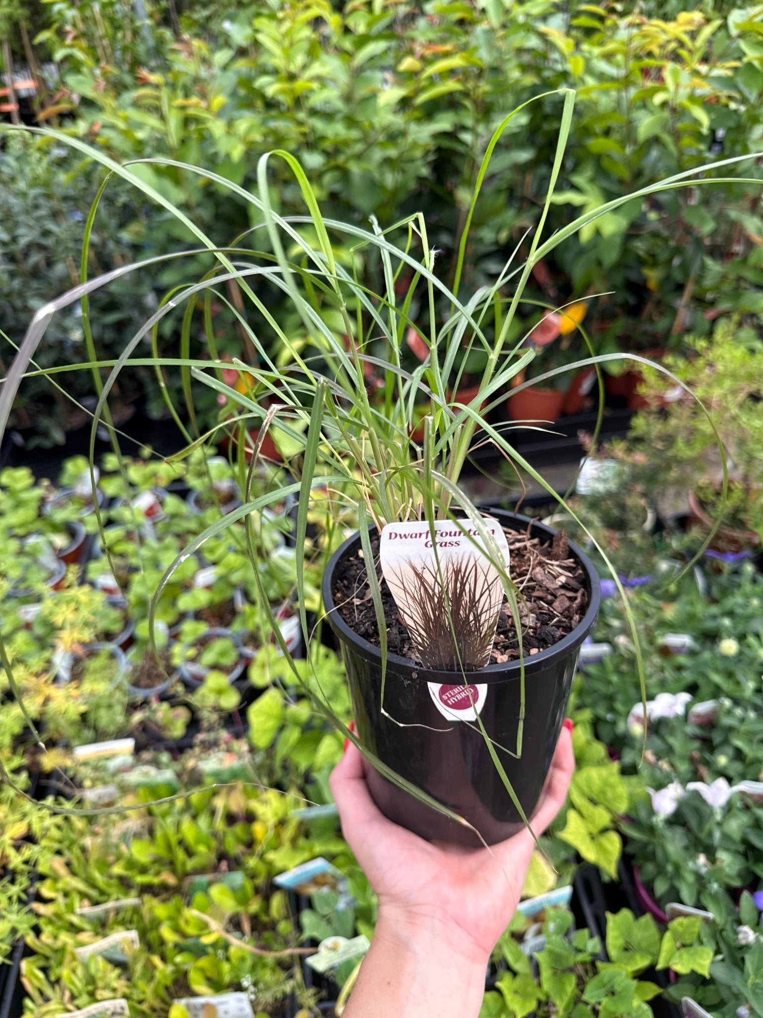 Fountain Grass rubrum compacta (Pennisetum macrostachyum) - Ladybird Nursery