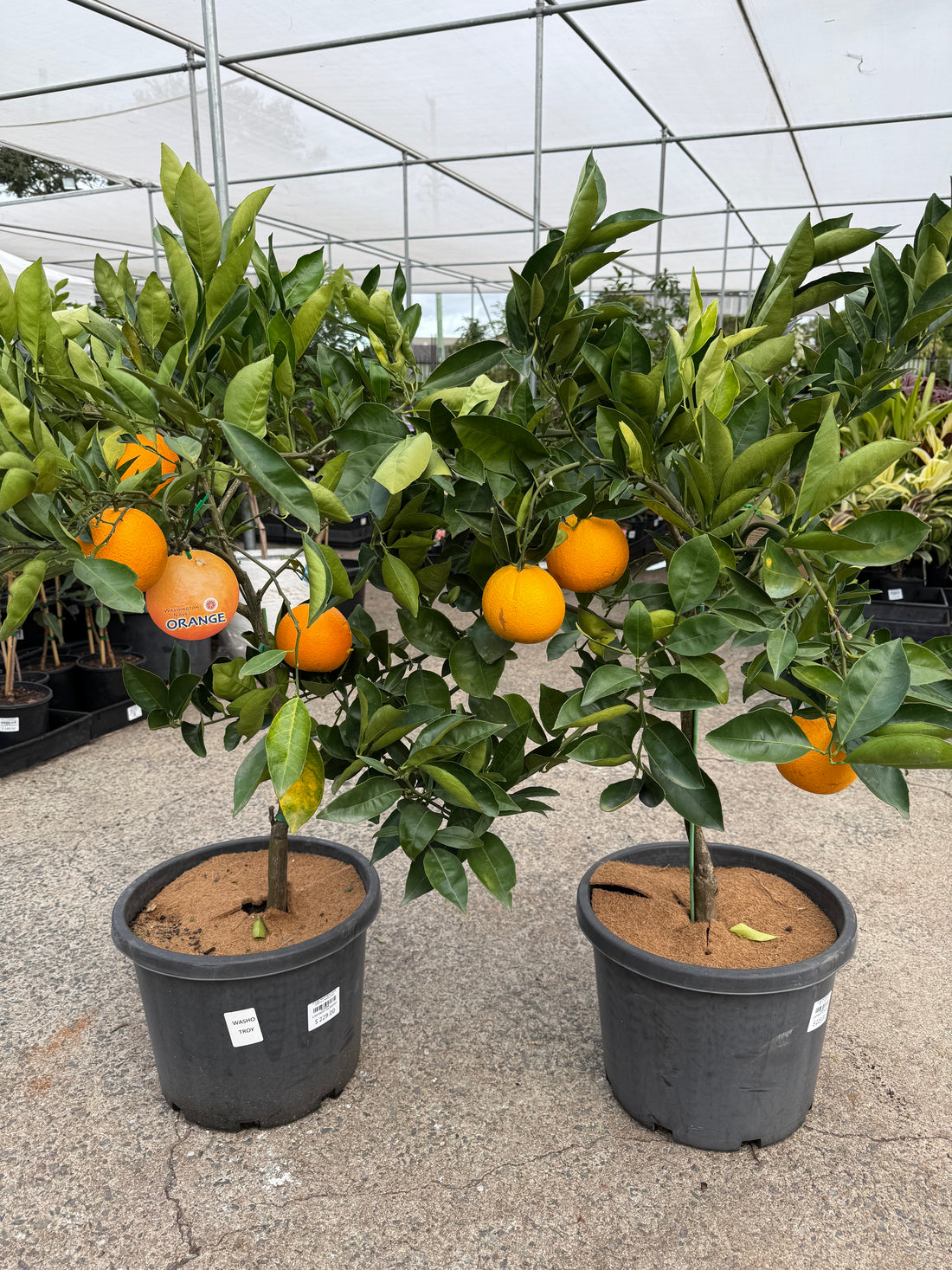 Orange 'Washington Navel' 330mm (Pickup Only)