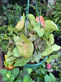 Syngonium 'Brozen' in Hanging Basket - Ladybird Nursery