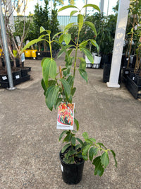 Cinnamon Tree (Cinnamomum verum) - Ladybird Nursery