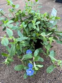Evolvulus 'Blue Eyes' (Evolvulus pilosus) - Ladybird Nursery