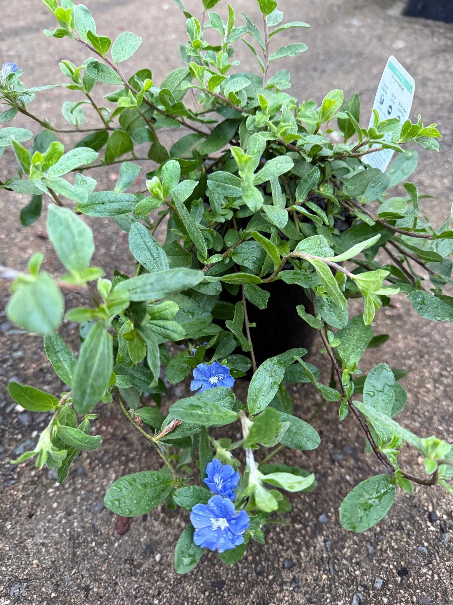 Evolvulus 'Blue Eyes' (Evolvulus pilosus) - Ladybird Nursery