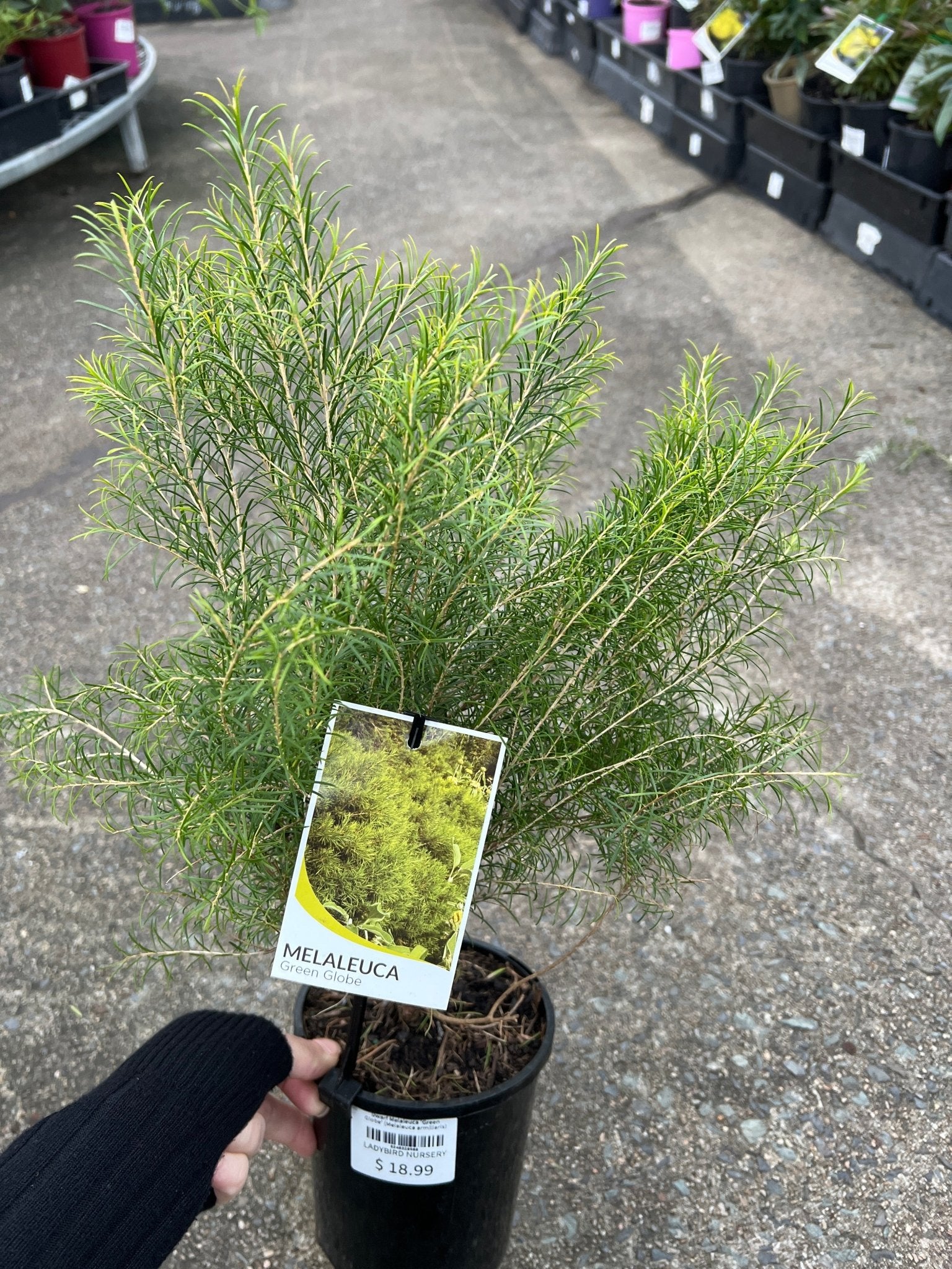 Dwarf Melaleuca 'Green Globe' (Melaleuca armillaris) - Ladybird Nursery