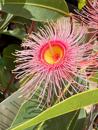 Dwarf Eucalyptus ‘Summer Beauty’ (Corymbia ficifolia) - Ladybird Nursery