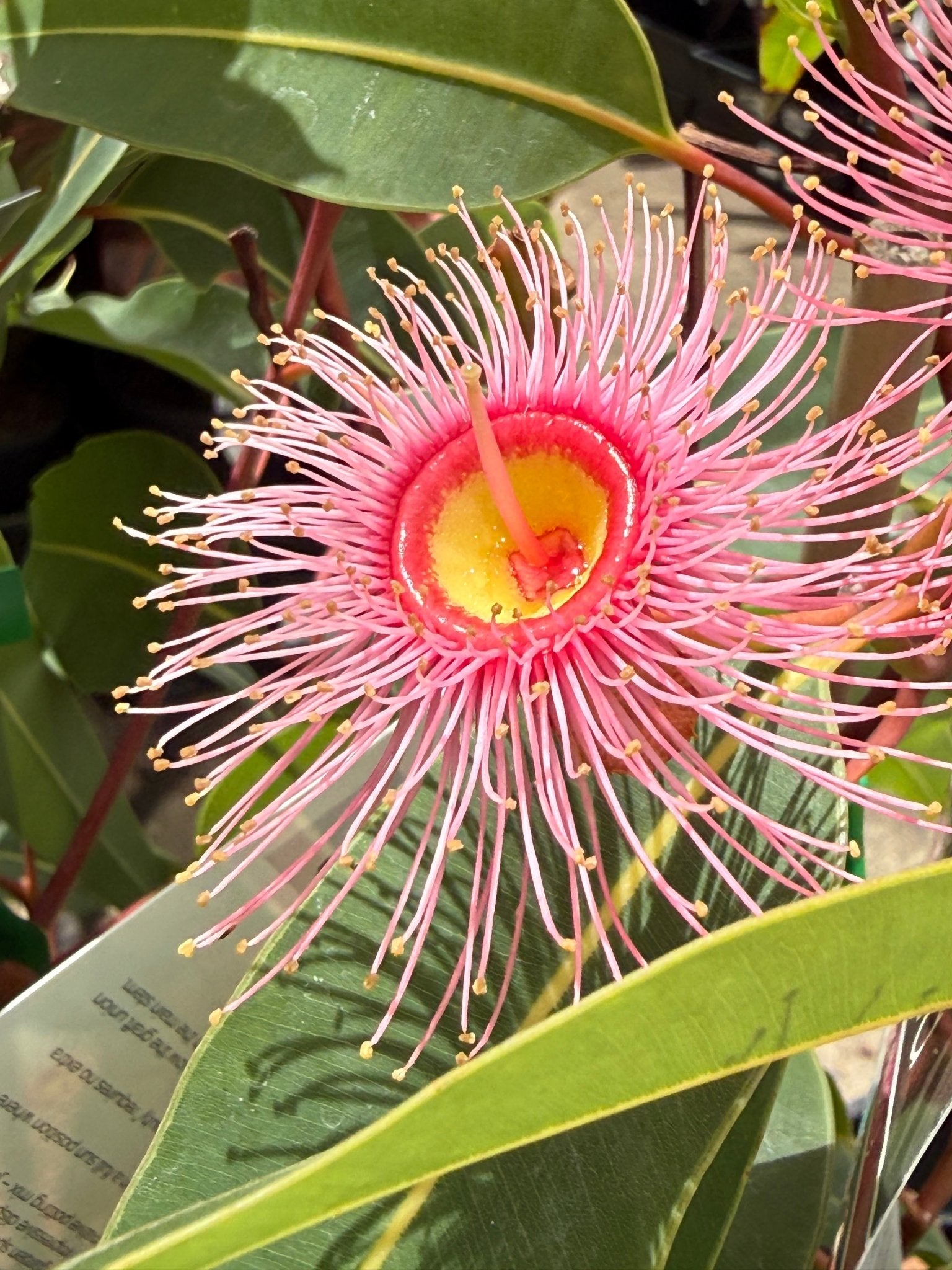 Dwarf Eucalyptus ‘Summer Beauty’ (Corymbia ficifolia) - Ladybird Nursery