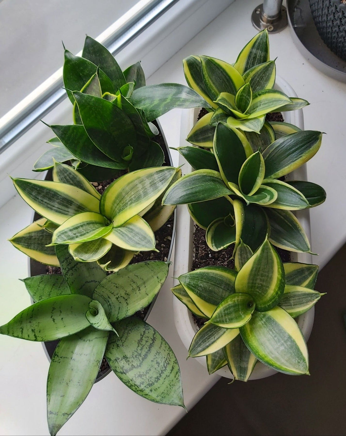 Bird's Nest Snake Plant Hahnii (Sansevieria trifasciata) - Ladybird Nursery