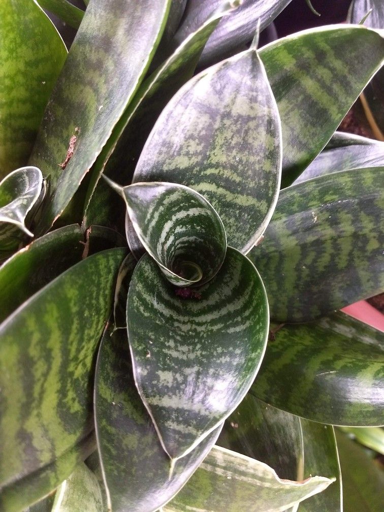Bird's Nest Snake Plant Hahnii (Sansevieria trifasciata) - Ladybird Nursery
