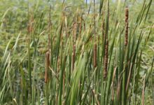 Seashore Dropseed (Sporobolus virginicus) - Ladybird Nursery