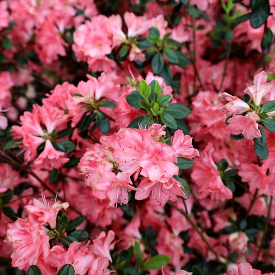 Azalea Blaauws Pink