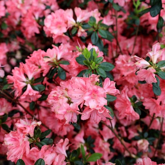 Azalea Blaauws Pink - Ladybird Nursery