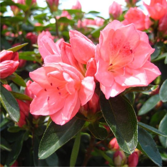 Azalea Blaauws Pink - Ladybird Nursery