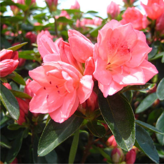 Azalea Blaauws Pink