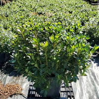 Azalea Blaauws Pink - Ladybird Nursery