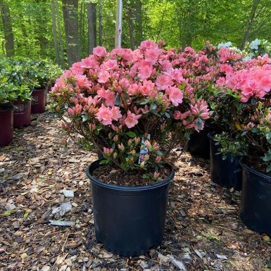 Azalea Blaauws Pink - Ladybird Nursery