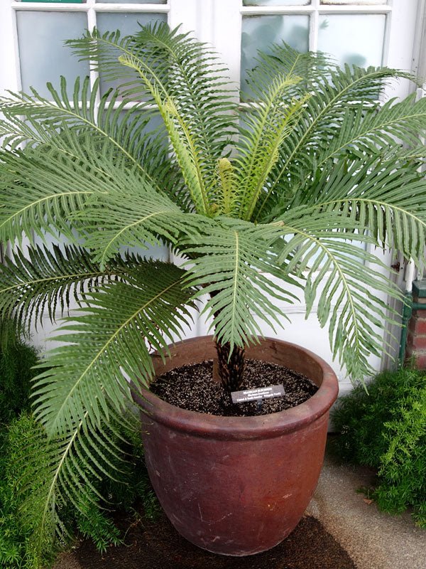 Red Dwarf Tree Fern Form (Blechnum brasiliense) - Ladybird Nursery