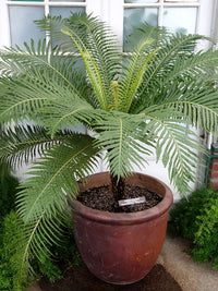 Red Dwarf Tree Fern Form (Blechnum brasiliense)