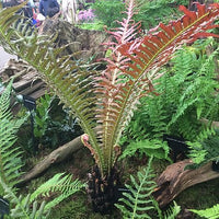 Volcano Tree Fern (Blechnum brasiliense) - Ladybird Nursery