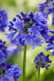 Agapanthus Blue Thunder - Ladybird Nursery
