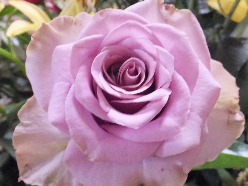 Rose Regensberg 2 ft Standards (Rosa) - Ladybird Nursery