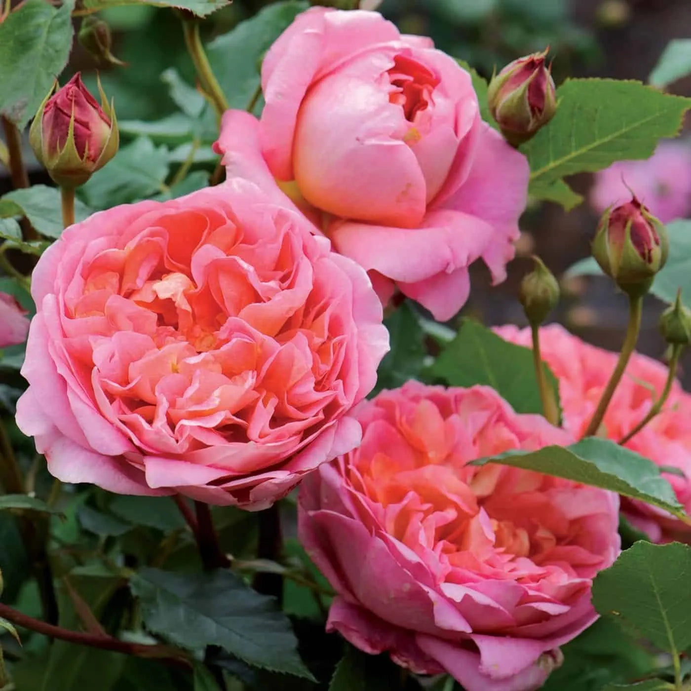 Rose Mary 3 ft Standards (Rosa)