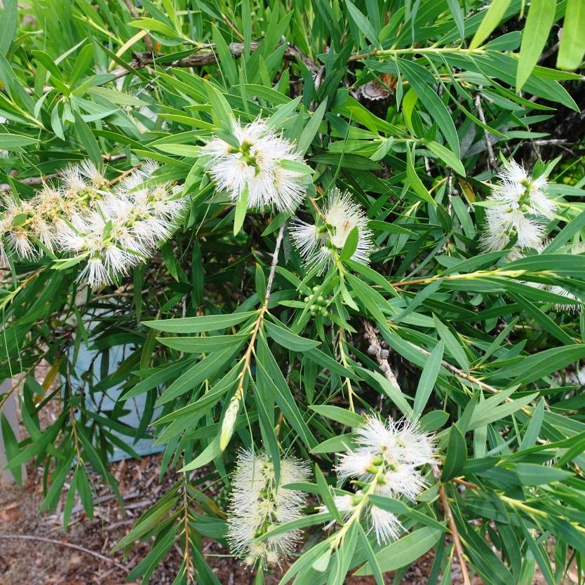 Bottlebrush White Ice (Callistemon citrinus) - Ladybird Nursery