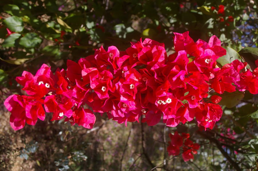 Bougainvillea Vera Blakeman (Bougainvillea glabra) - Ladybird Nursery