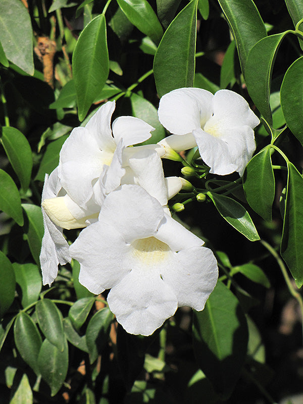 Bower Vine Alba (Pandorea jasminoides)