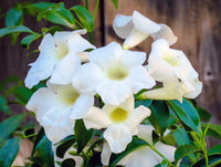 Bower Vine Alba (Pandorea jasminoides)
