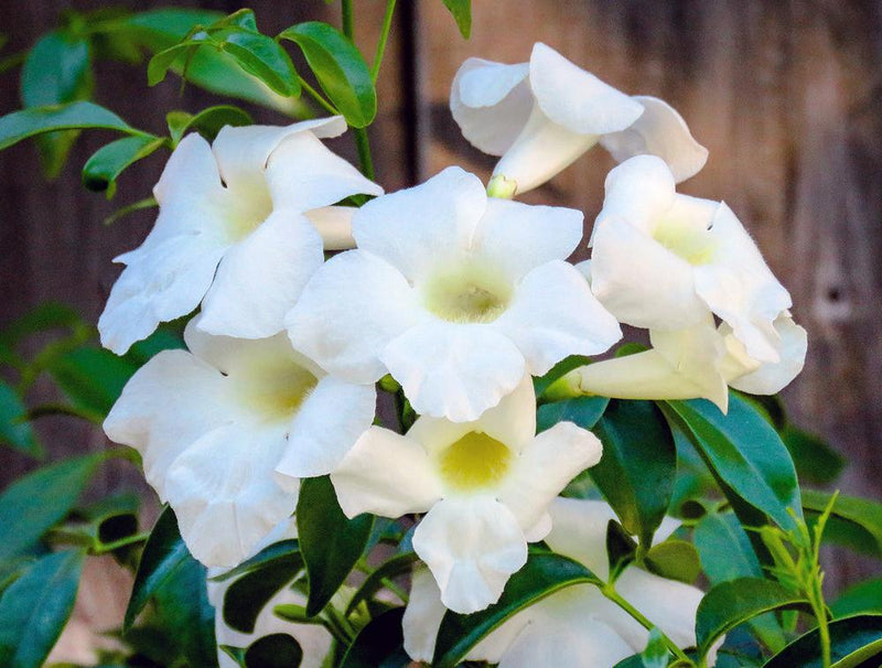Bower Vine Alba (Pandorea jasminoides)
