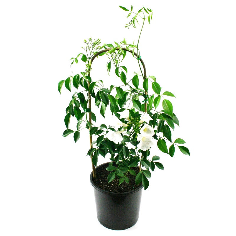 Bower Vine Alba (Pandorea jasminoides)
