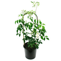 Bower Vine Alba (Pandorea jasminoides) - Ladybird Nursery