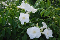 Bower Vine Alba (Pandorea jasminoides)
