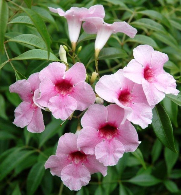 Bower Vine Deep Pink (Pandorea jasminoides) - Ladybird Nursery