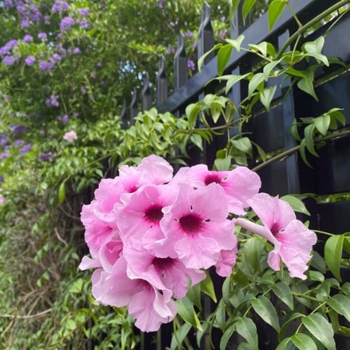 Bower Vine Deep Pink (Pandorea jasminoides) - Ladybird Nursery