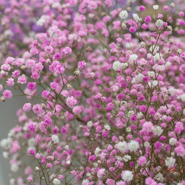 Baby's Breath Pink (Gypsophila spp.) - Ladybird Nursery